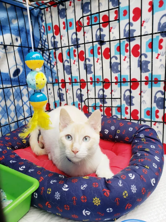 Gato ra a SRD-ViraLata idade 7 a 11 meses nome Pudim