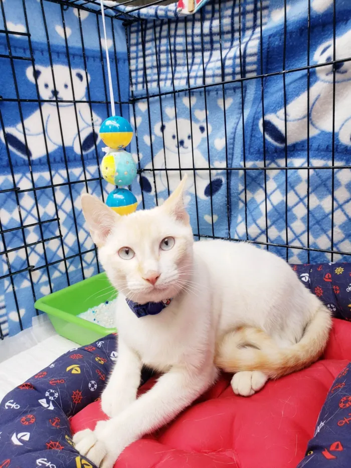 Gato ra a SRD-ViraLata idade 7 a 11 meses nome Pudim
