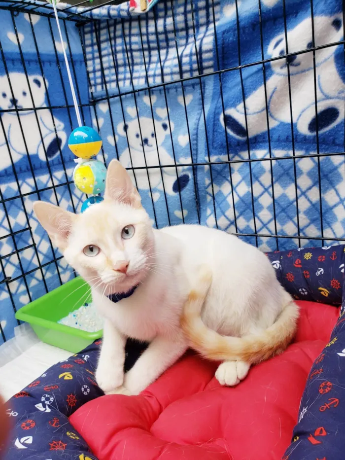Gato ra a SRD-ViraLata idade 7 a 11 meses nome Pudim