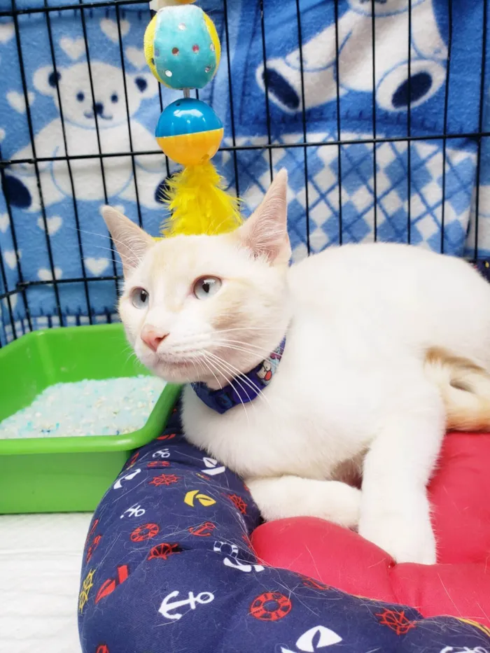 Gato ra a SRD-ViraLata idade 7 a 11 meses nome Pudim