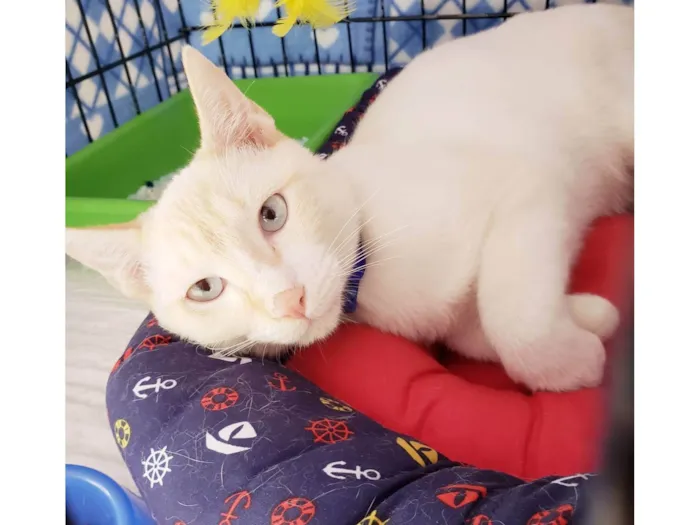 Gato ra a SRD-ViraLata idade 7 a 11 meses nome Pudim