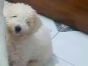 Cachorro raça Poodle  idade 1 ano nome Thor