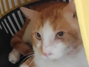 Gato raça Srd idade 1 ano nome Bóris