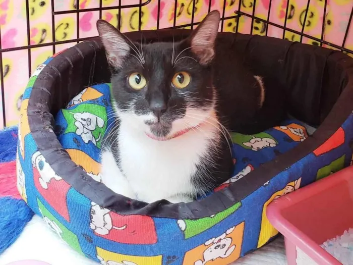Gato ra a SRD-ViraLata idade 7 a 11 meses nome Felícia