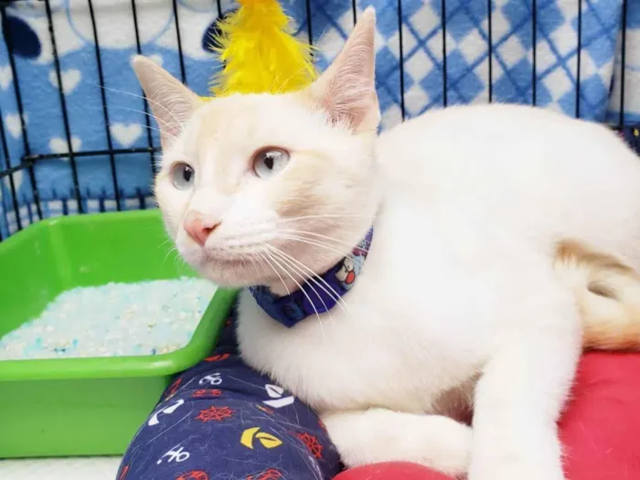 Gato ra a SRD-ViraLata idade 7 a 11 meses nome Pudim