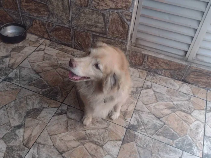 Cachorro ra a Labrador  / raça  idade 3 anos nome Jhow / negão