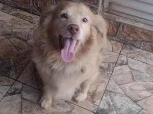 Cachorro raça Labrador  / raça  idade 3 anos nome Jhow / negão
