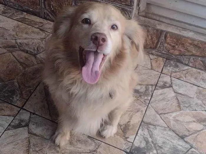 Cachorro ra a Labrador  / raça  idade 3 anos nome Jhow / negão