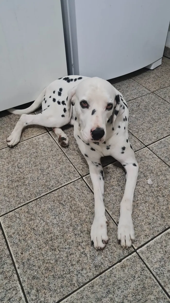 Cachorro ra a Dálmata  idade 5 anos nome Halley