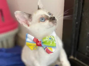 Gato raça Srd idade Abaixo de 2 meses nome Cadu