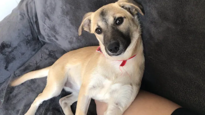 Cachorro ra a SRD-ViraLata idade 2 a 6 meses nome Lili 