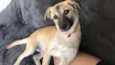 Lili