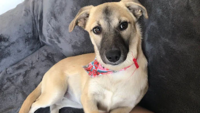 Cachorro ra a SRD-ViraLata idade 2 a 6 meses nome Lili 