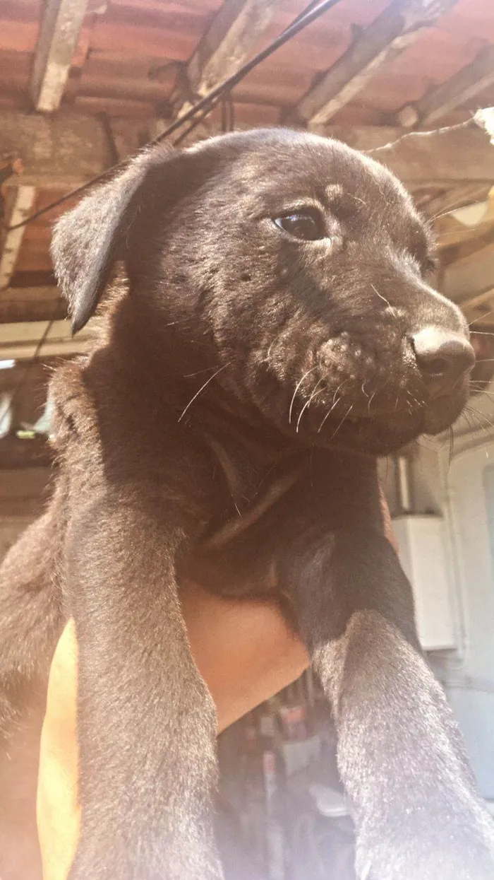 Cachorro ra a SRD-ViraLata idade Abaixo de 2 meses nome filhote 1