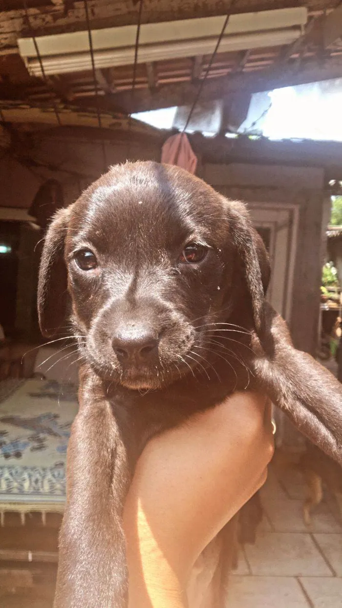 Cachorro ra a SRD-ViraLata idade Abaixo de 2 meses nome filhote 2