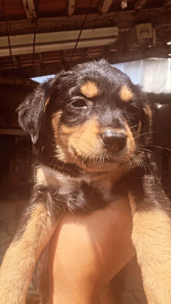 Cachorro ra a SRD-ViraLata idade Abaixo de 2 meses nome filhote 3