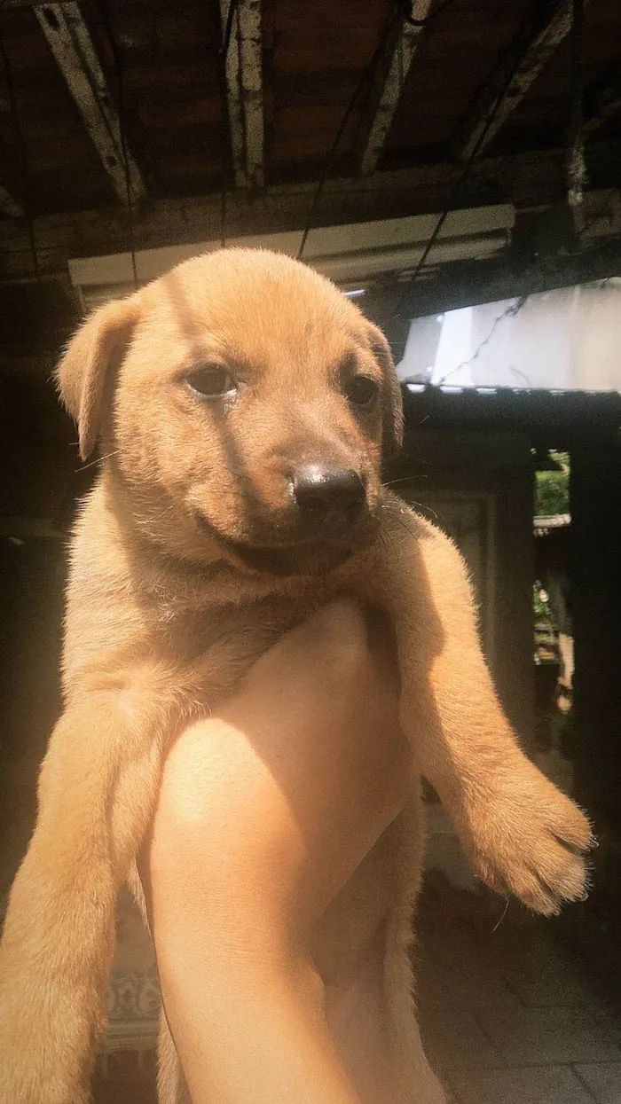 Cachorro ra a SRD-ViraLata idade Abaixo de 2 meses nome filhote 4