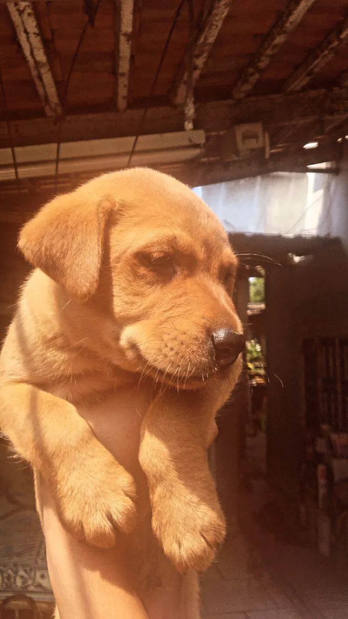 Cachorro ra a SRD-ViraLata idade Abaixo de 2 meses nome filhote 5