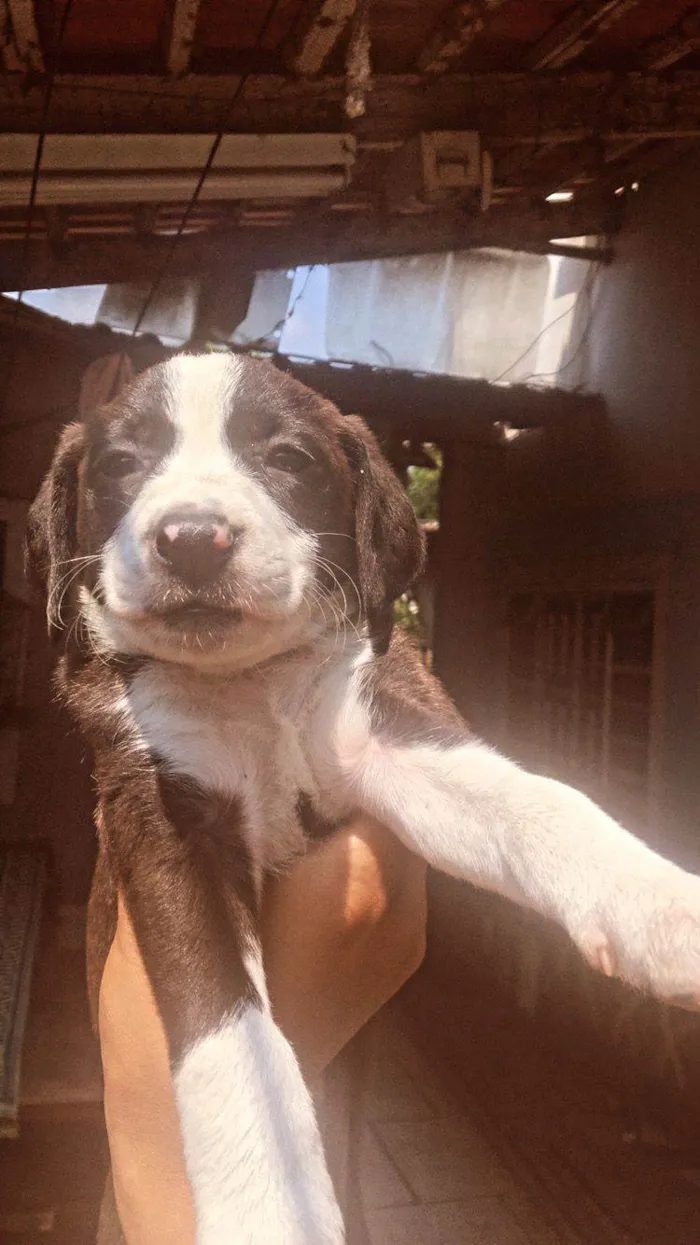 Cachorro ra a SRD-ViraLata idade Abaixo de 2 meses nome filhote 6