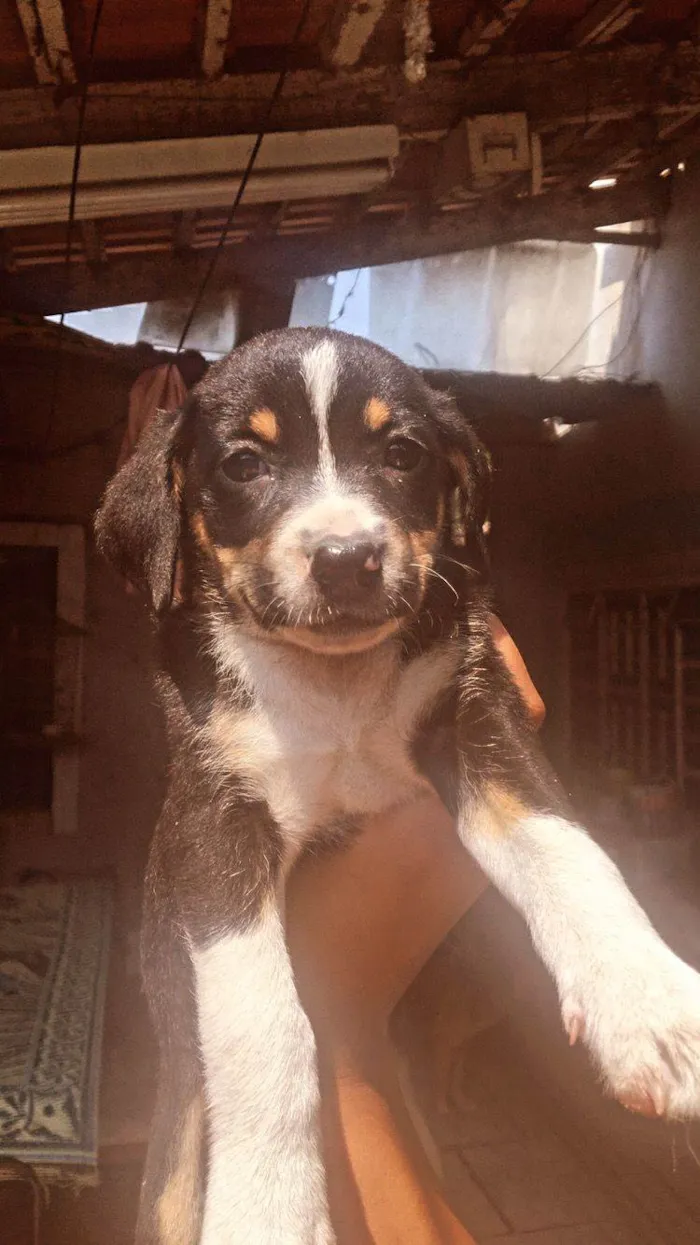 Cachorro ra a SRD-ViraLata idade Abaixo de 2 meses nome filhote 7