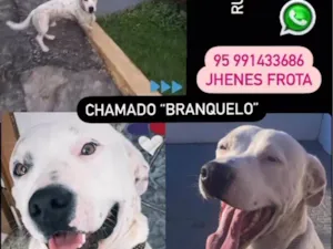 Cachorro raça Parece pitbull  idade 4 anos nome Branquelo