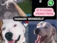 Branquelo