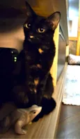 Bento e Luna
