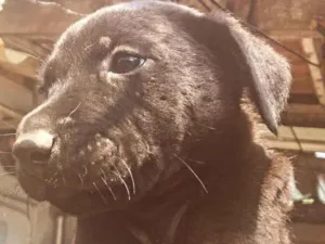 Cachorro raça SRD-ViraLata idade Abaixo de 2 meses nome filhote 1