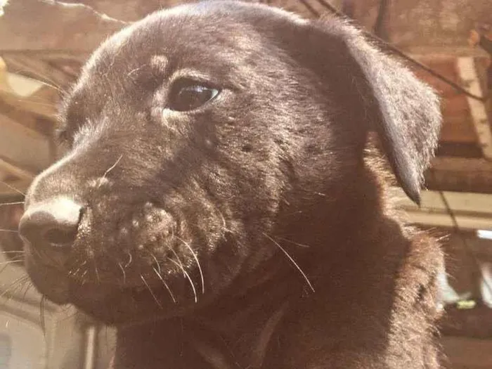 Cachorro ra a SRD-ViraLata idade Abaixo de 2 meses nome filhote 1