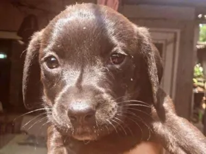 Cachorro raça SRD-ViraLata idade Abaixo de 2 meses nome filhote 2