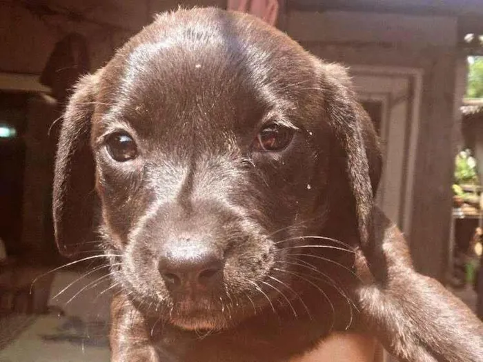 Cachorro ra a SRD-ViraLata idade Abaixo de 2 meses nome filhote 2