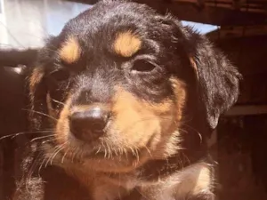 Cachorro raça SRD-ViraLata idade Abaixo de 2 meses nome filhote 3