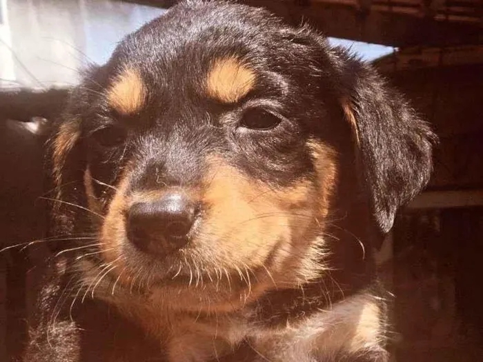 Cachorro ra a SRD-ViraLata idade Abaixo de 2 meses nome filhote 3