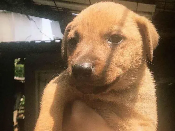 Cachorro ra a SRD-ViraLata idade Abaixo de 2 meses nome filhote 4