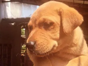 Cachorro raça SRD-ViraLata idade Abaixo de 2 meses nome filhote 5