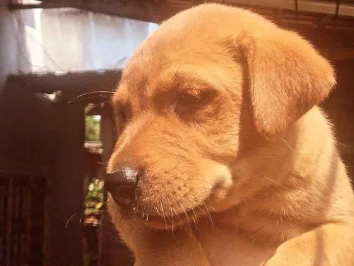 Cachorro ra a SRD-ViraLata idade Abaixo de 2 meses nome filhote 5