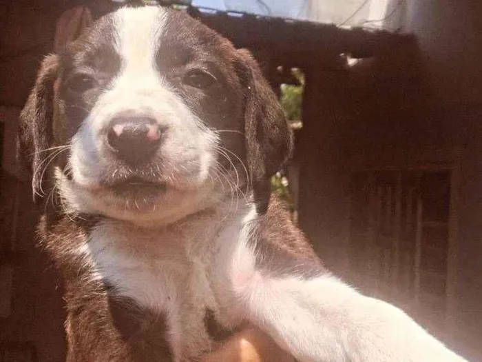Cachorro ra a SRD-ViraLata idade Abaixo de 2 meses nome filhote 6