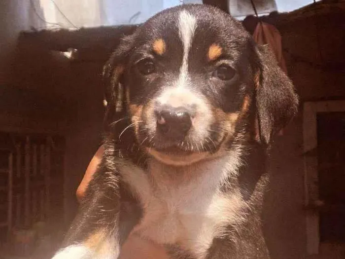 Cachorro ra a SRD-ViraLata idade Abaixo de 2 meses nome filhote 7