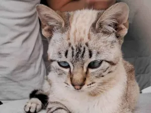Gato raça Srd idade 2 a 6 meses nome Beto