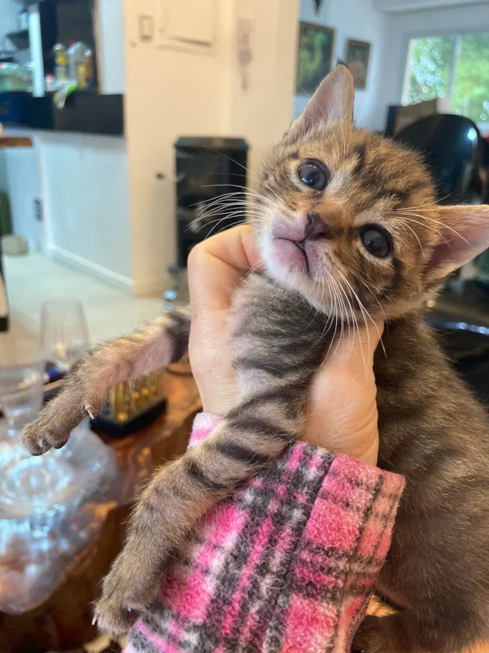 Gato ra a Srd idade Abaixo de 2 meses nome Ambrosia e Petit Gateau
