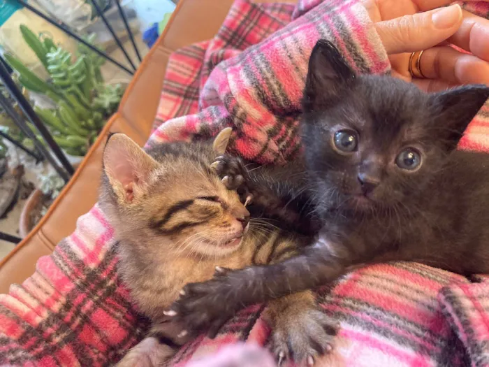 Gato ra a Srd idade Abaixo de 2 meses nome Ambrosia e Petit Gateau