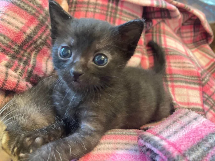 Gato ra a Srd idade Abaixo de 2 meses nome Ambrosia e Petit Gateau