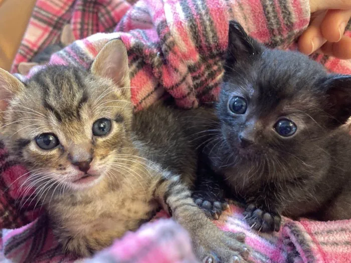 Gato ra a Srd idade Abaixo de 2 meses nome Ambrosia e Petit Gateau