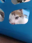 Gatinhos