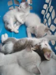 Gatinhos