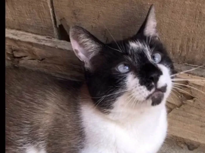 Gato ra a SRD-siamesado idade 1 ano nome Félix