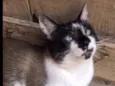 Félix
