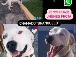 Cachorro raça Parece pitbull idade 1 ano nome GRATIFICA - Branquelo