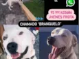 GRATIFICA - Branquelo