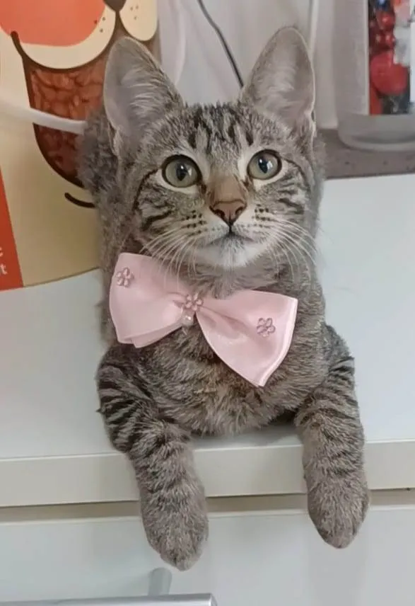 Gato ra a SRD-ViraLata idade 2 a 6 meses nome Yuka